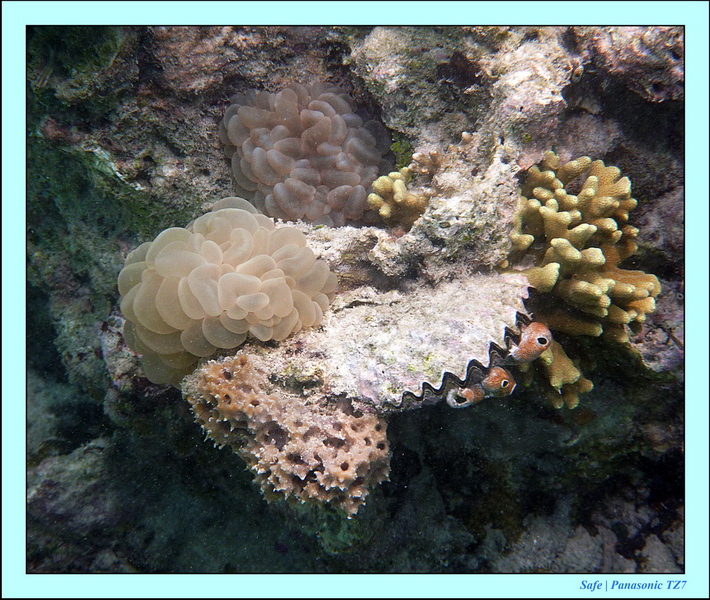 2011 - 08 - Bohey Dulang Island 33